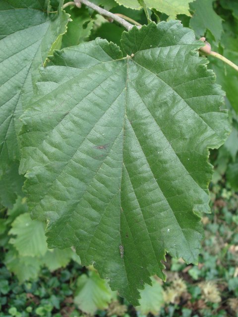 Corylus colurna feuille